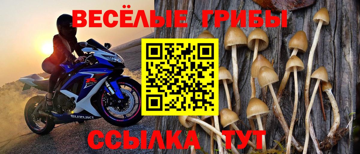 Галлюциногенные грибы Cubensis Прохладный